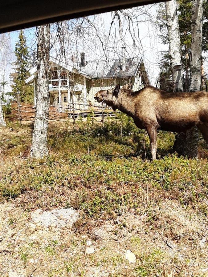 Skabram Bed & Breakfast Jokkmokk Εξωτερικό φωτογραφία